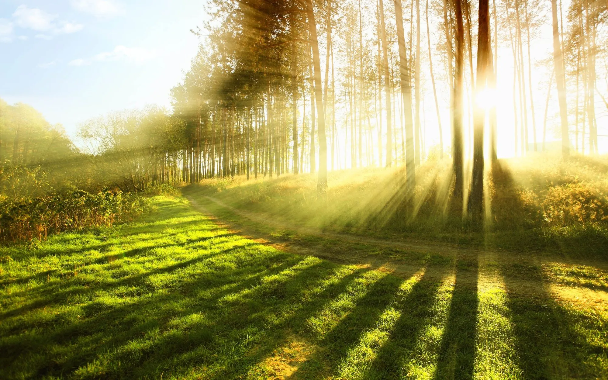 Sunlight through a young forest